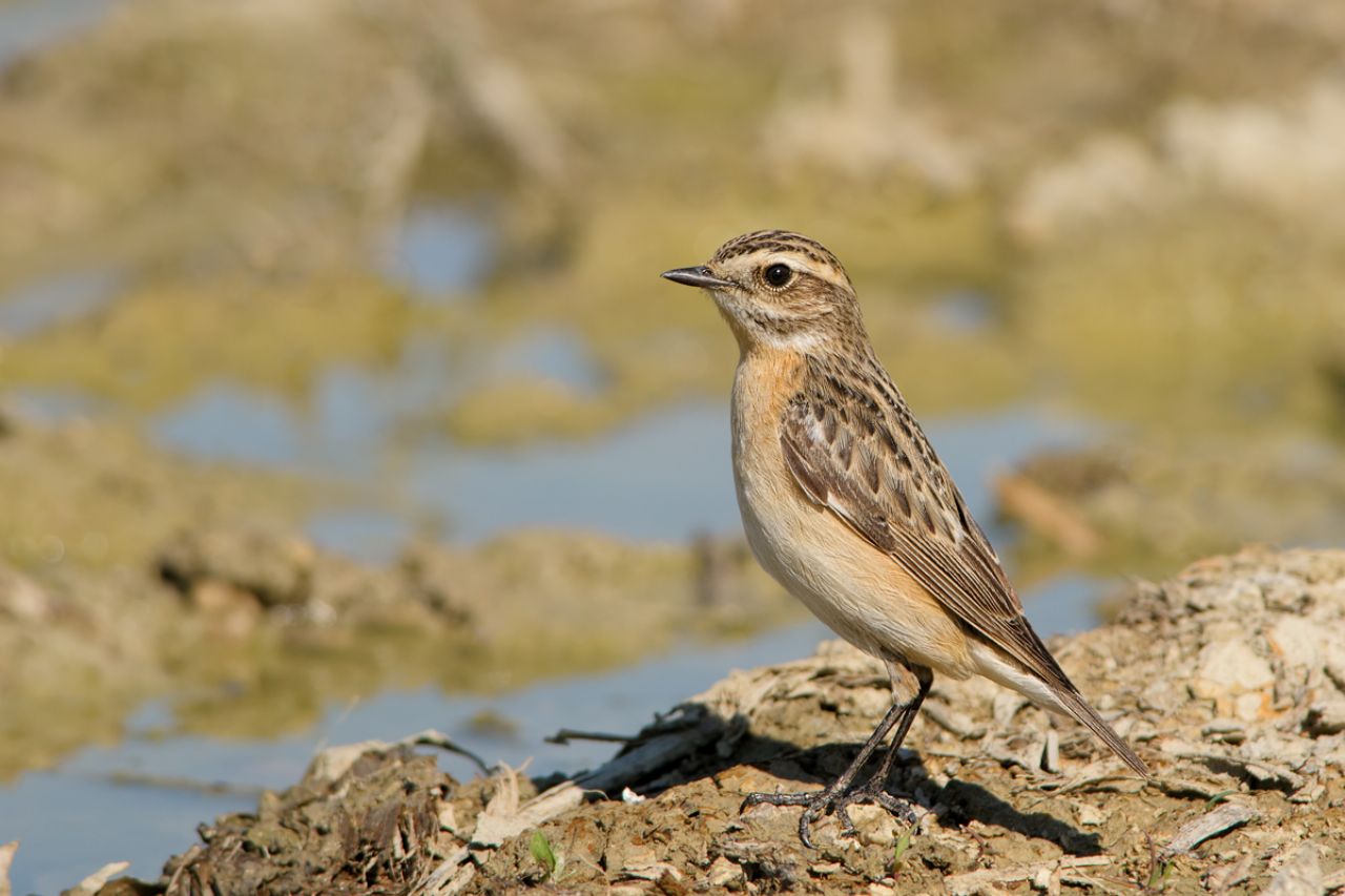 Stiaccino (Saxicola rubetra)